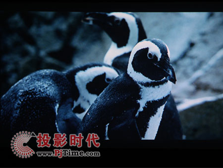 HD300D影片播放效果