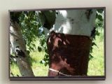 鿴LCD-70LX640AϸϢ